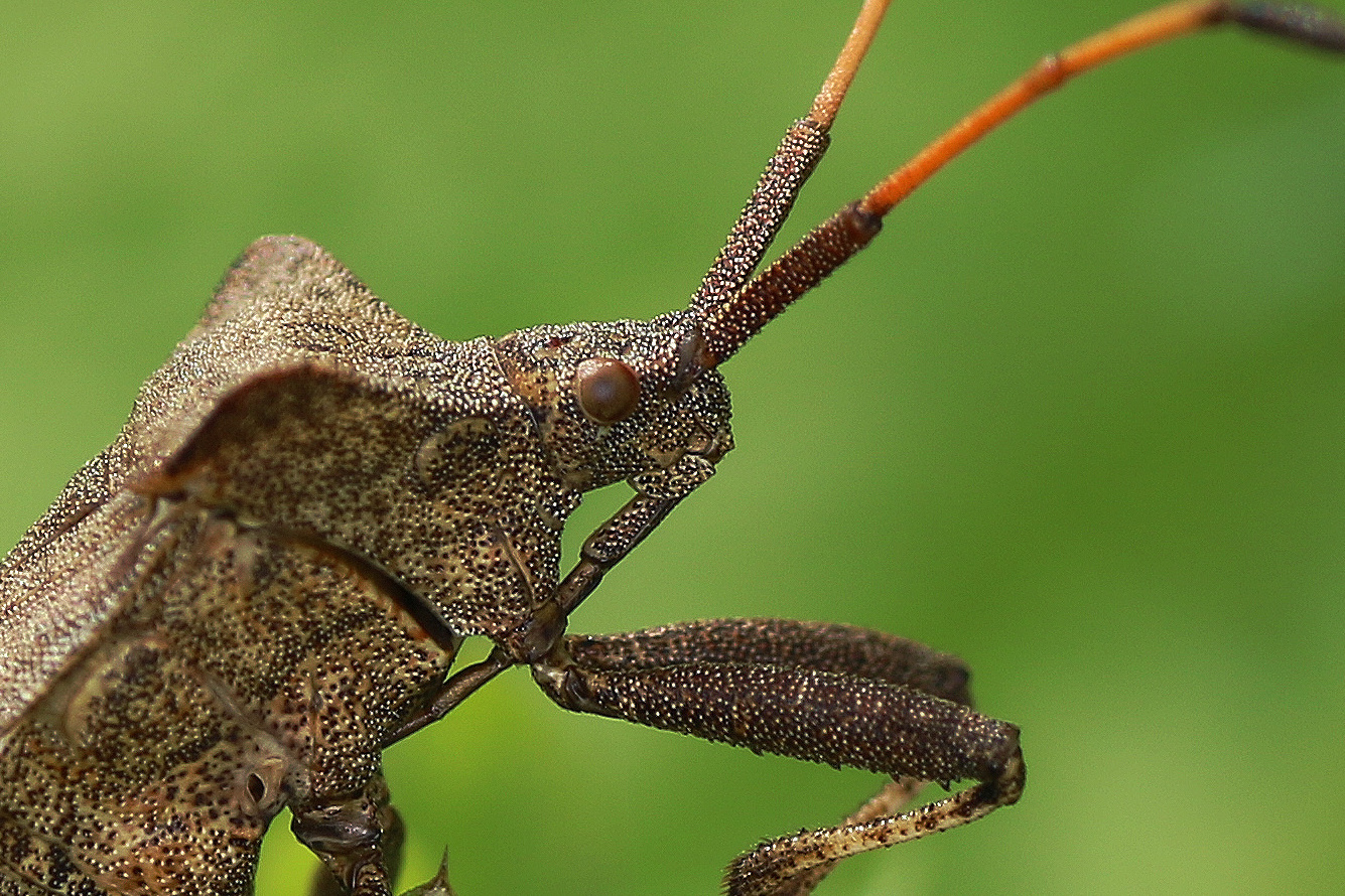 Lederwanzenportrait