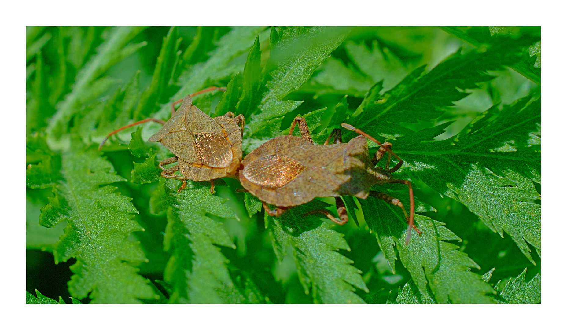 Lederwanzen,Saumwanzen, Coreus marginatus bei der Paarung.