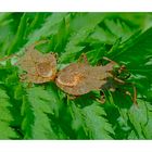 Lederwanzen,Saumwanzen, Coreus marginatus bei der Paarung.