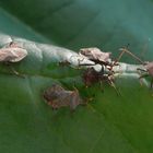 Lederwanzentreffen (Coreus marginatus) - Jung und Alt