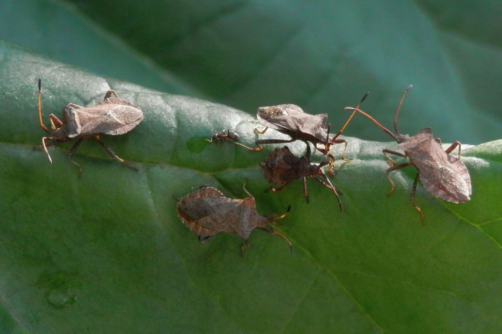 Lederwanzentreffen (Coreus marginatus) - Jung und Alt