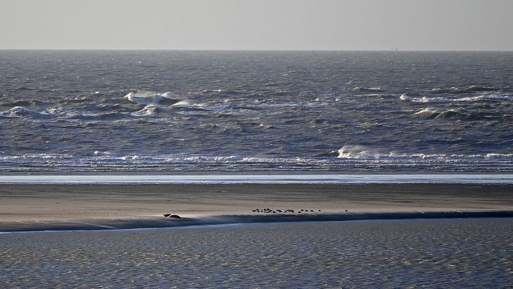 Lediglich nur zwei Seehunde auf der Borkumer Sandbank :-(