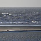 Lediglich nur zwei Seehunde auf der Borkumer Sandbank :-(