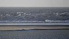 Lediglich nur zwei Seehunde auf der Borkumer Sandbank :-(