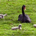 Leeds Castle-5