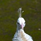 Leeds Castle-6