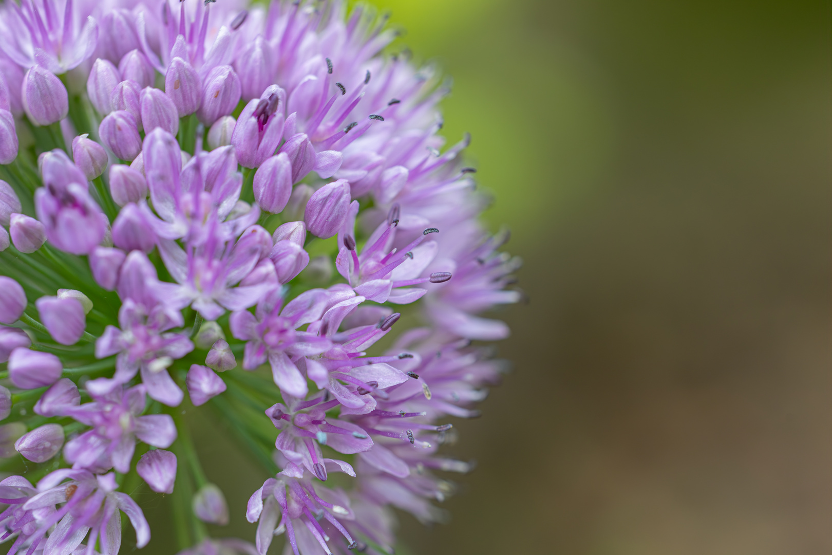 Leek Blossom