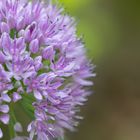 Leek Blossom