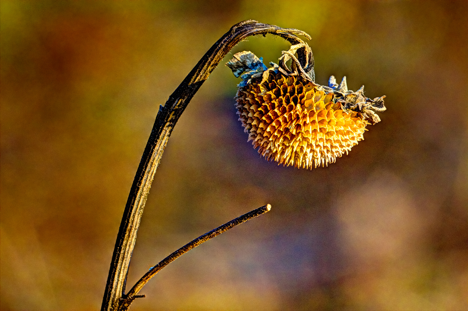 Leere Sonnenblume in der Wintersonne