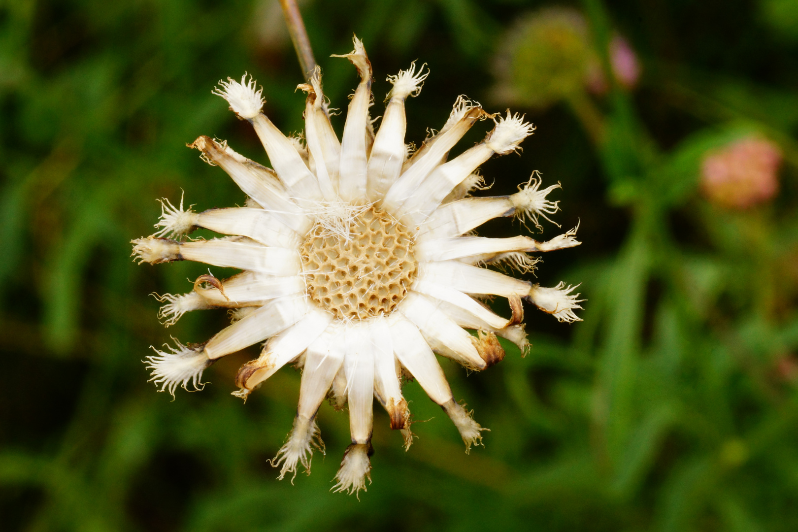 leerer Samenstand der Acker-Witwenblume