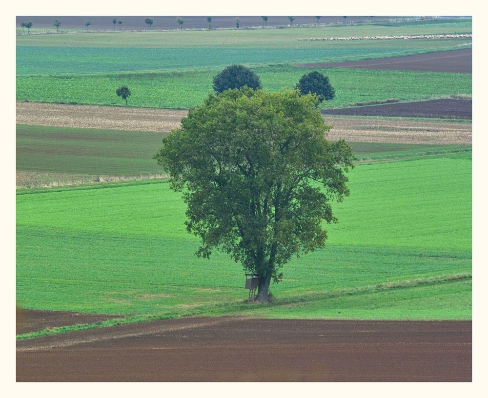 Leergeräumte Felder,Zuckerrüben gibt es noch.Die Schafherde weidet die Stoppelfelder ab.