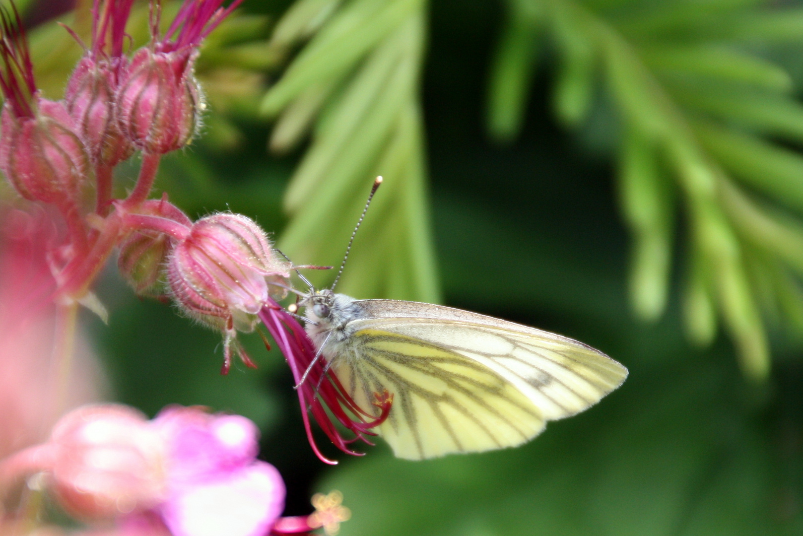 l'effet papillon