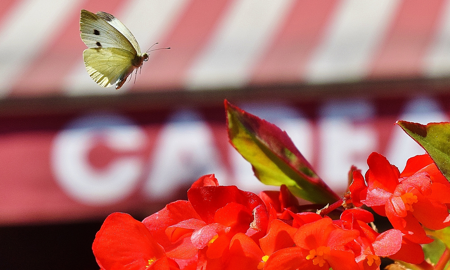 L'effet papillon.