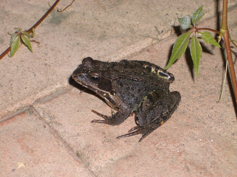 LeFrog