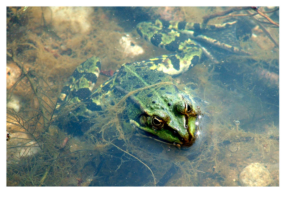 LeFrog