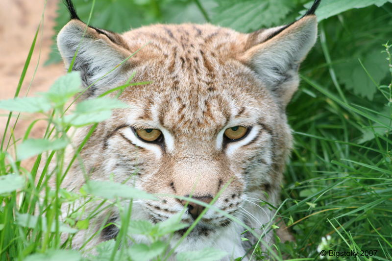 Lefti der Luchs