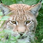 Lefti der Luchs