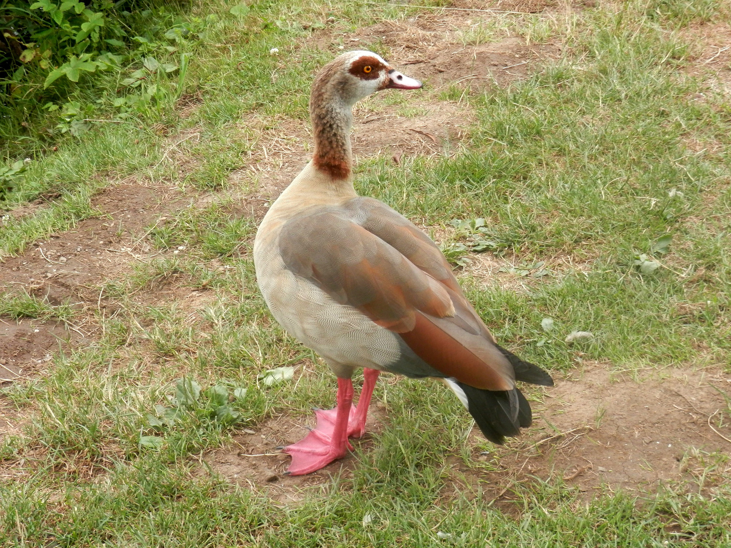 Élégance pure.