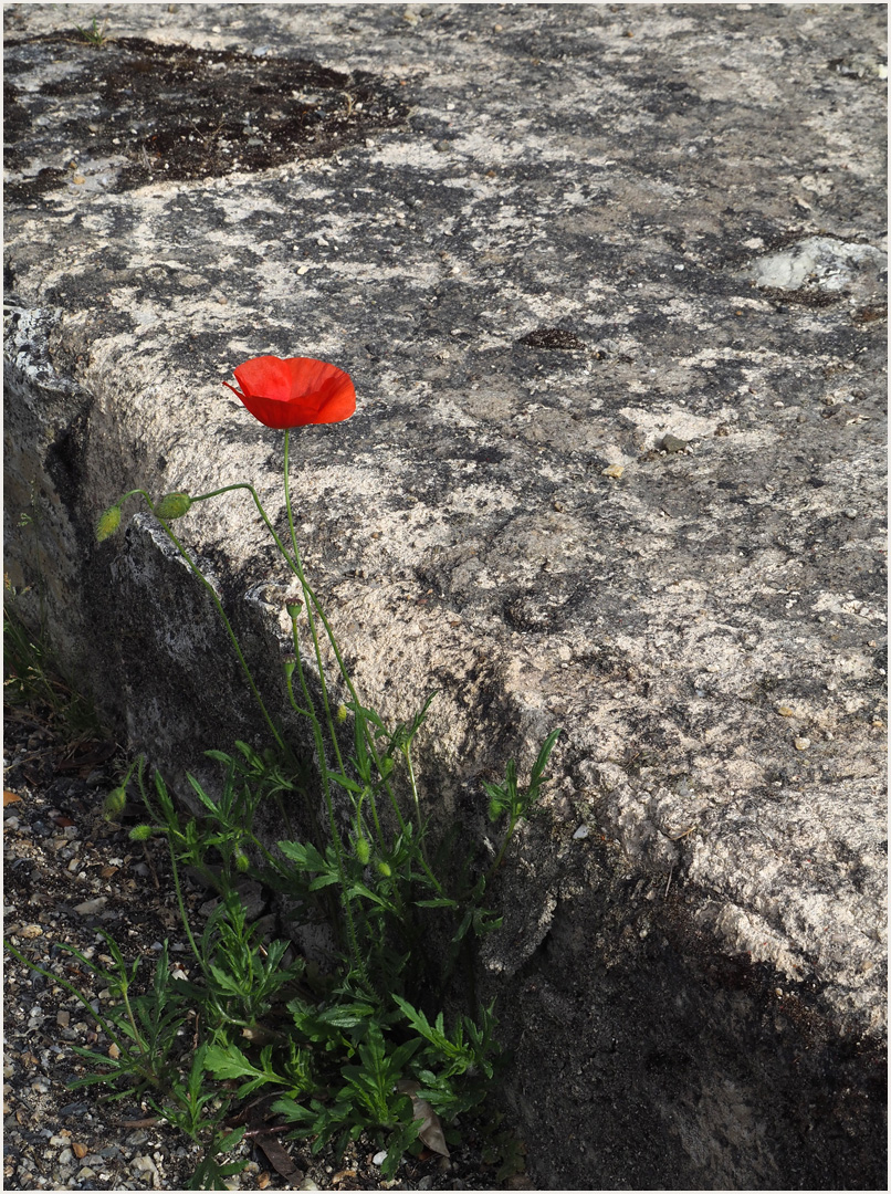 L’égaré… !