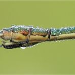 Legebohrer der Gemeinen Binsenjungfer (lestes sponsa)