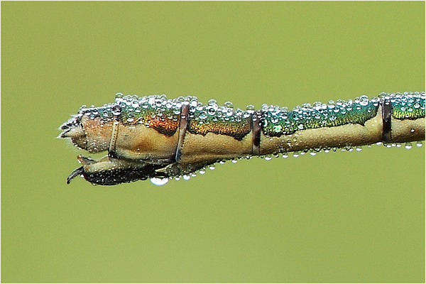 Legebohrer der Gemeinen Binsenjungfer (lestes sponsa)