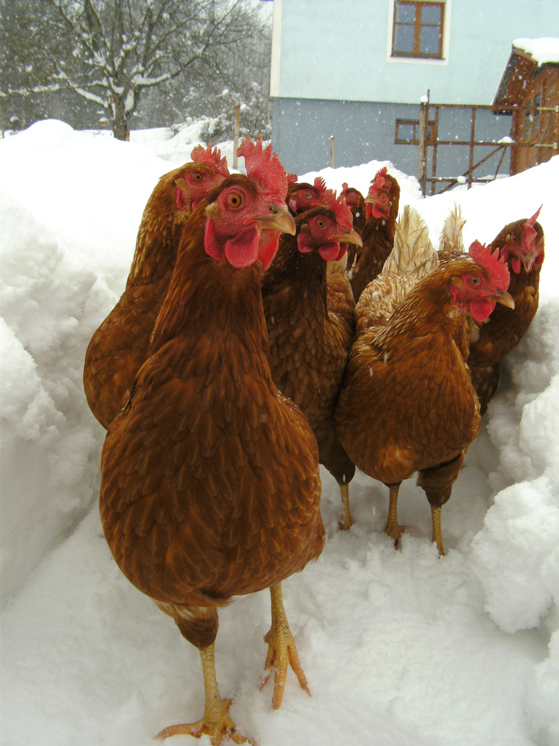 Legehybriden im Schnee