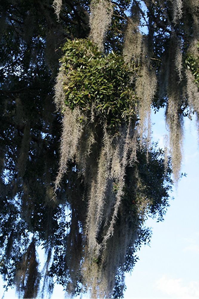 Legend of the Spanish Moss