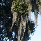 Legend of the Spanish Moss