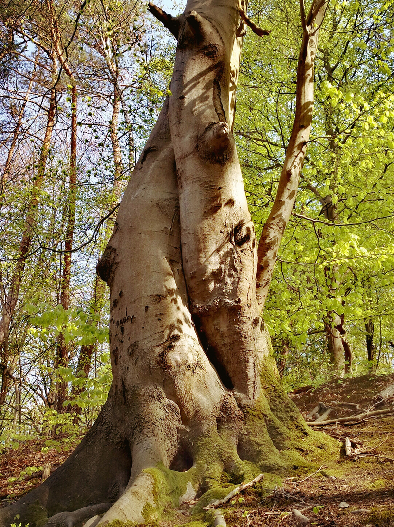 Legenden im Frühling