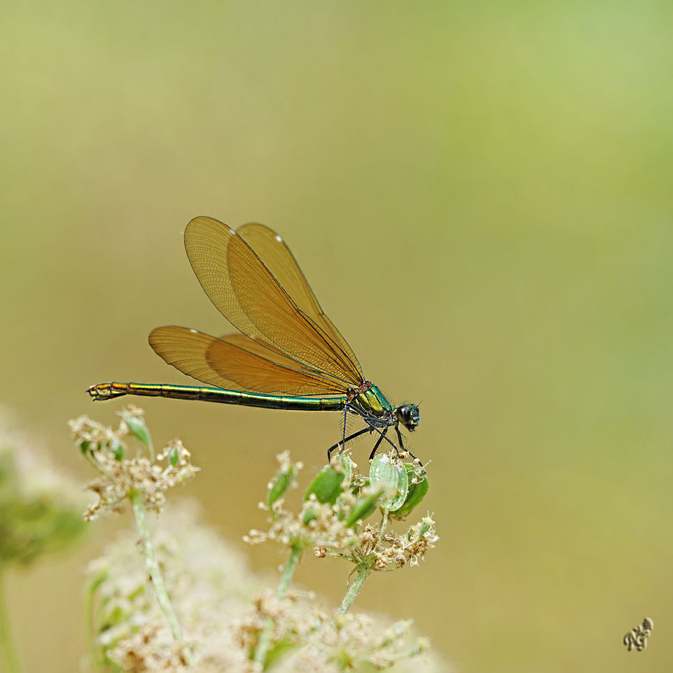 légère dans son habit de tulle ... la libellule...