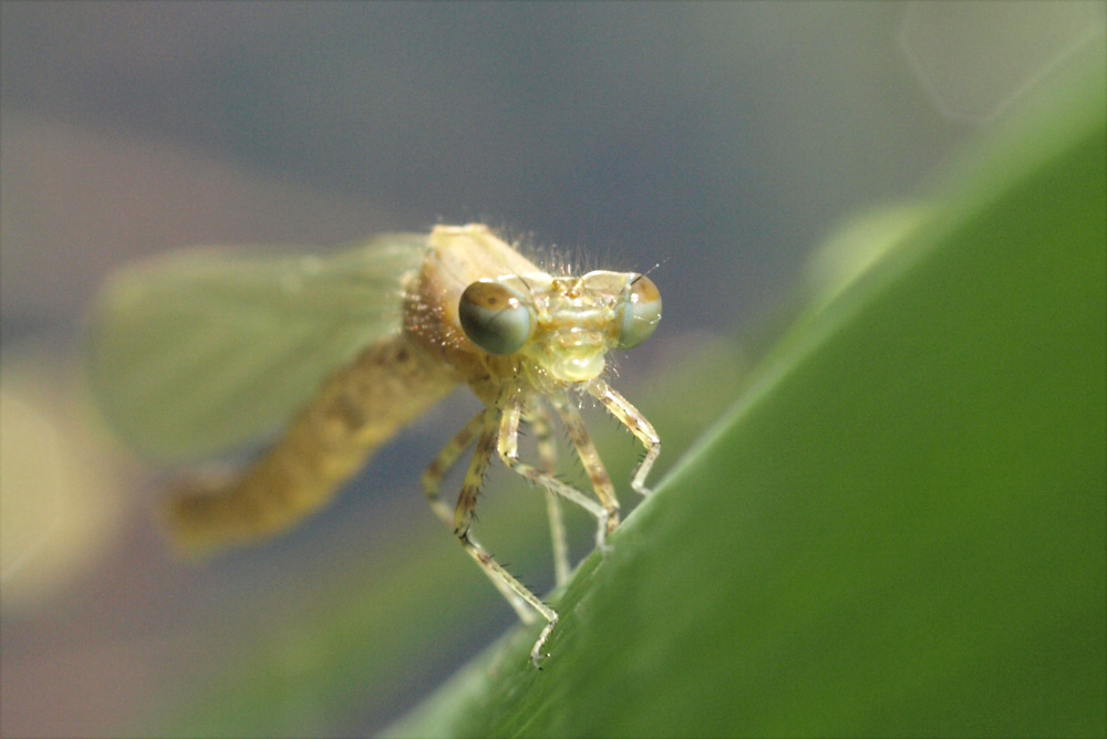 légère demoiselle