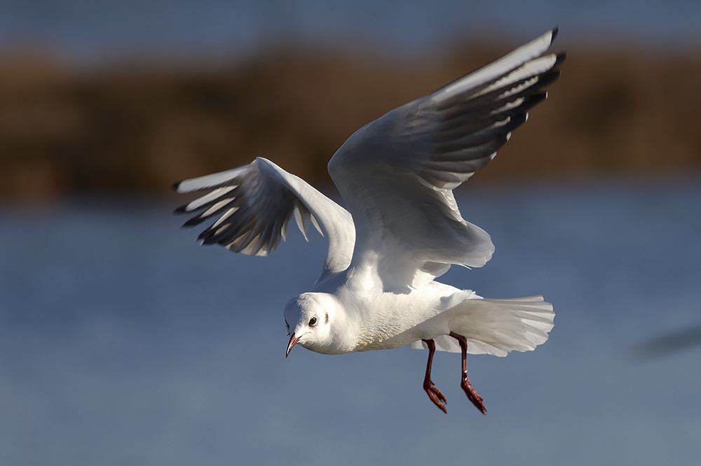 Légère mouette