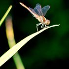 Légèrement vêtue et suspendue sans filet telle une funambule en turlu tutu........ :o))