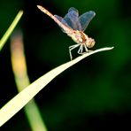 Légèrement vêtue et suspendue sans filet telle une funambule en turlu tutu........ :o))