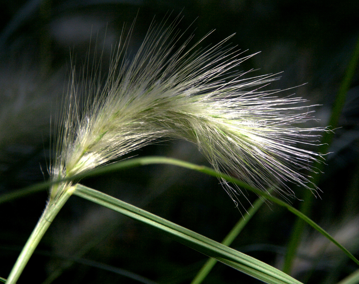 Légèreté