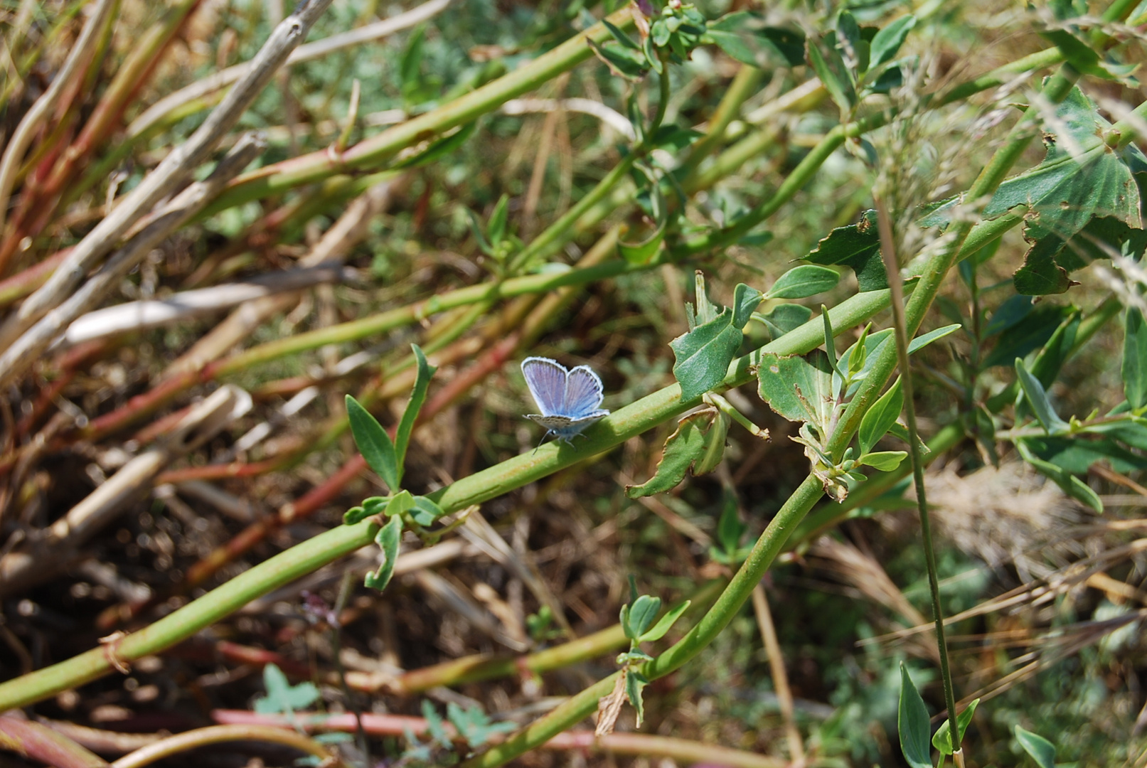 Légéreté