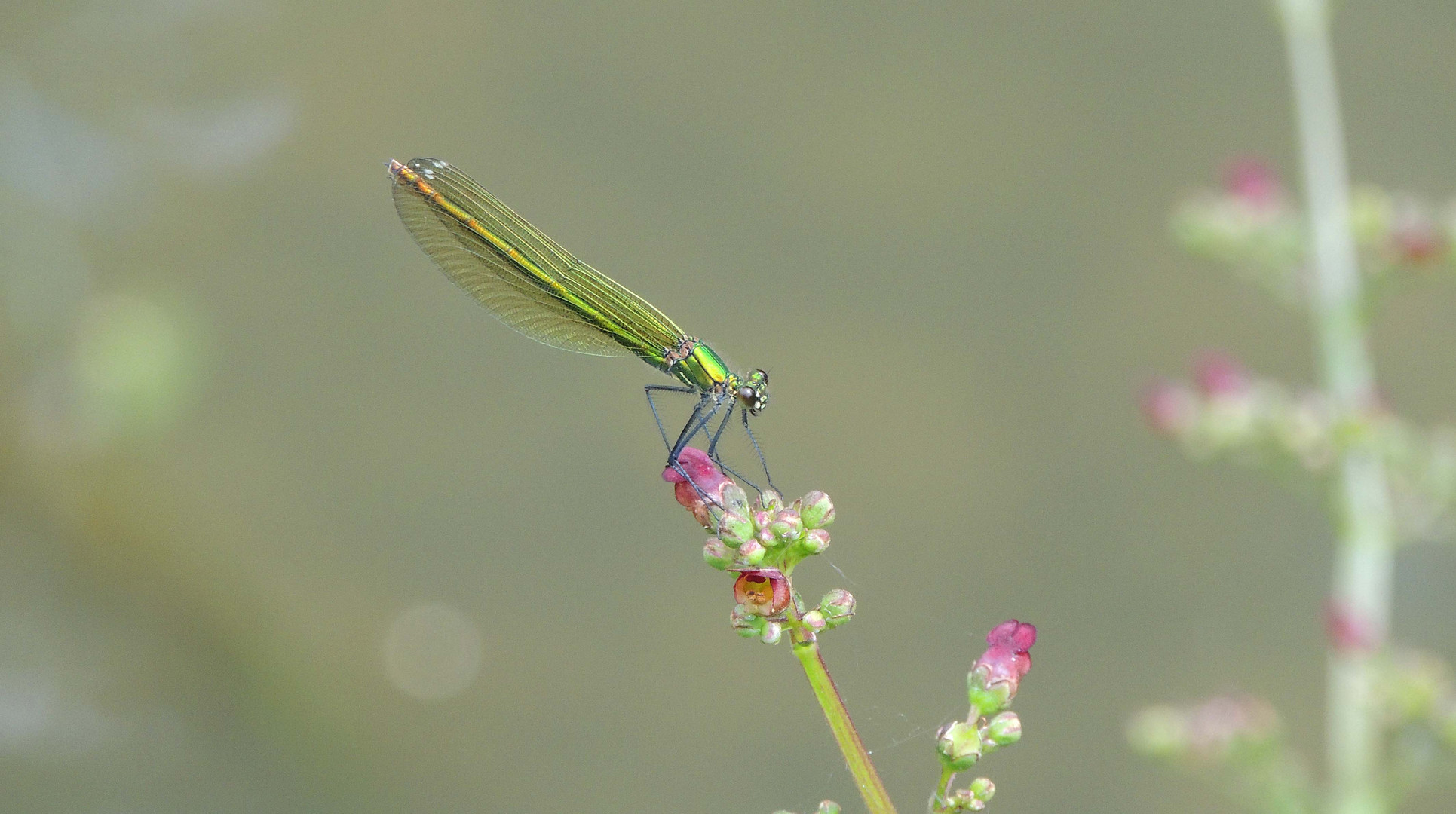 Légèreté