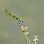 Légèreté