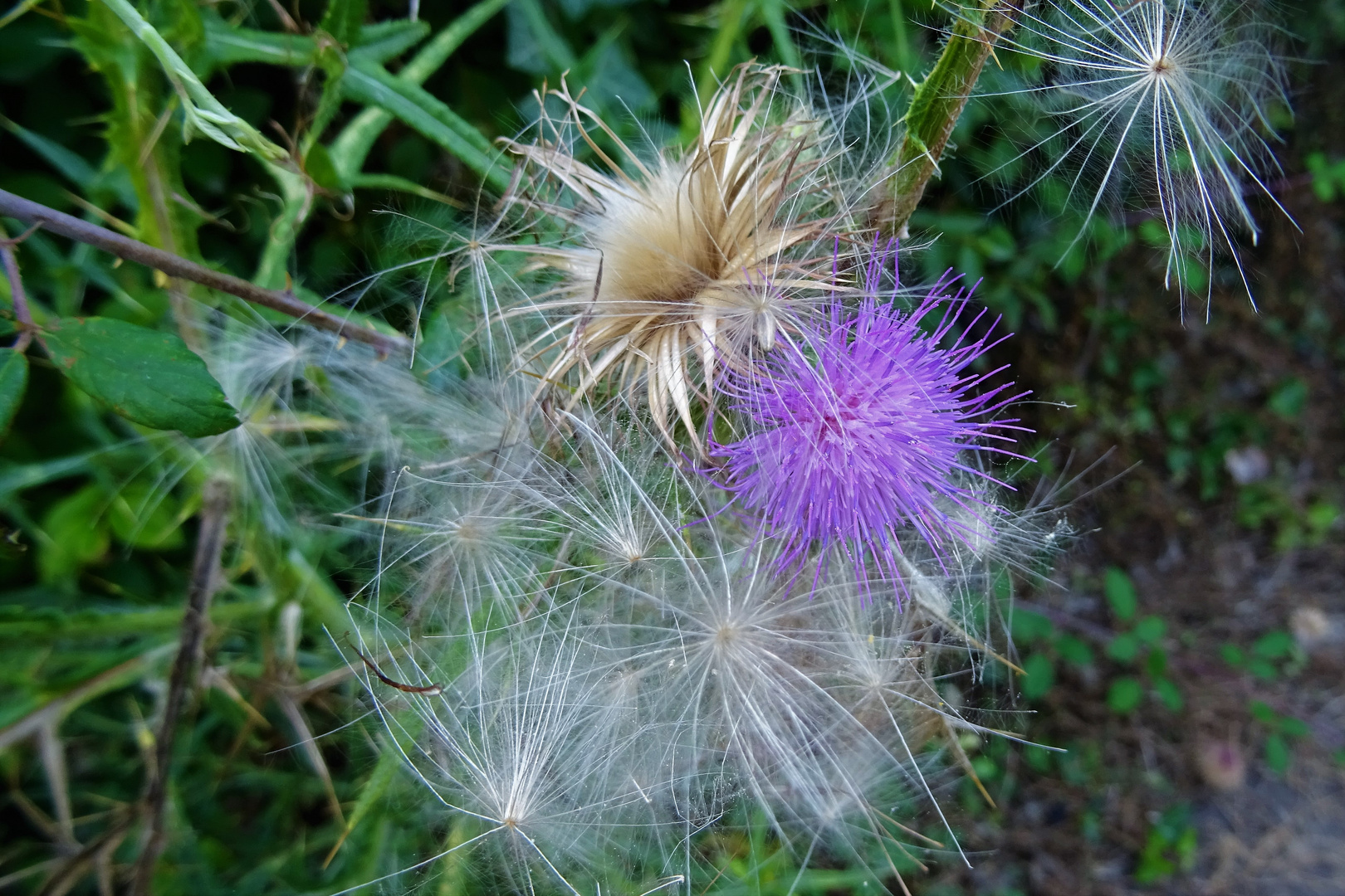 Légéreté d'automne