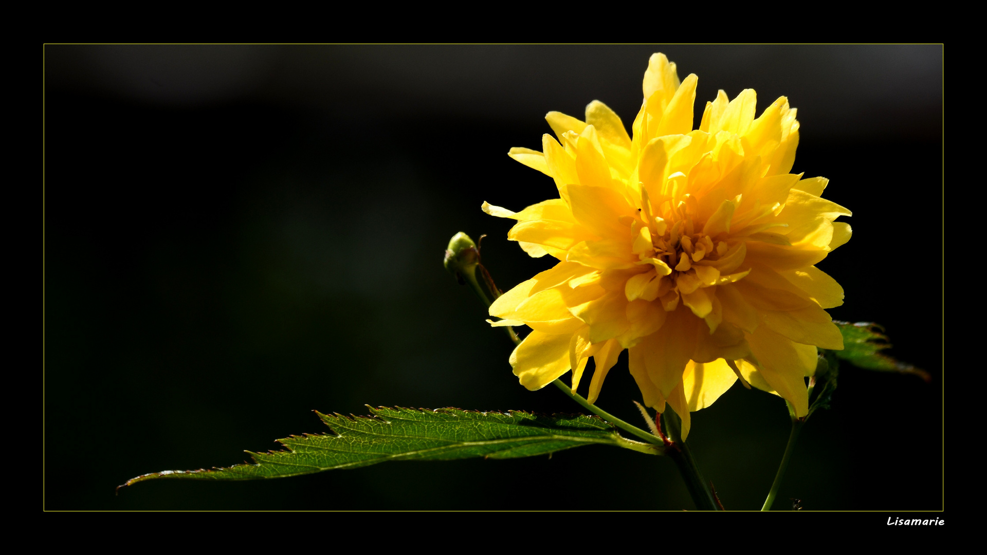 Légèreté florale ...