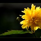 Légèreté florale ...