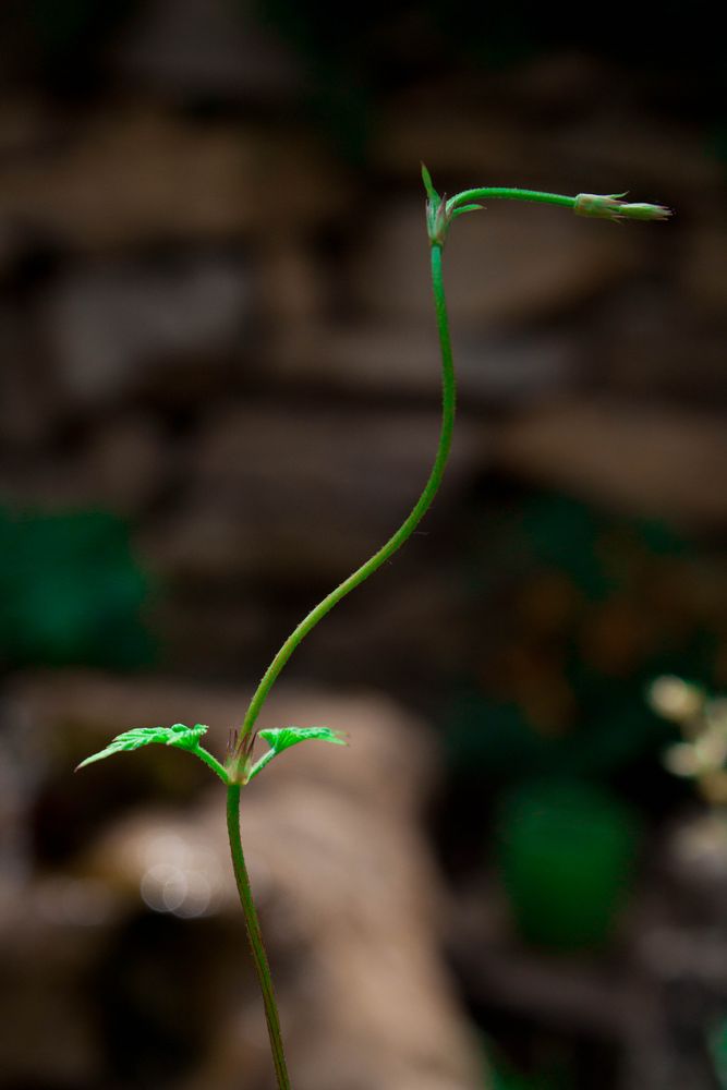 légèreté visuelle de silva photographie 