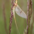 Légéreté y transparencia