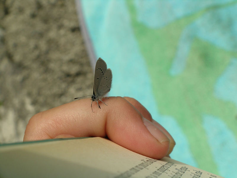 ...leggendo una farfalla.