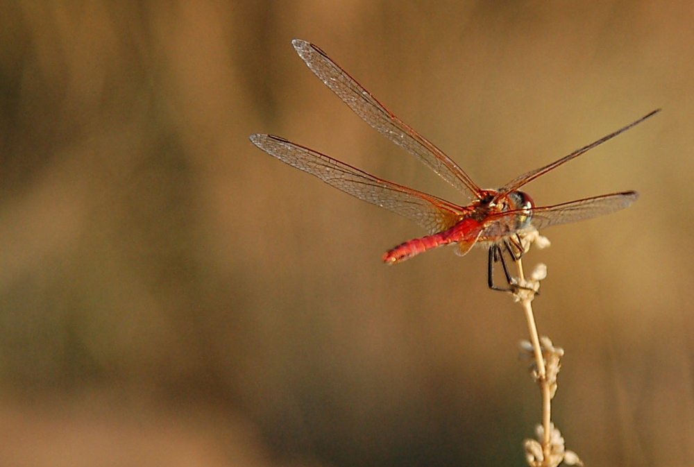 leggera...come una libellula