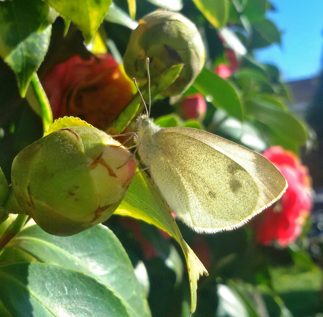 Leggiadra la farfalla si posa sopra a un fiore...