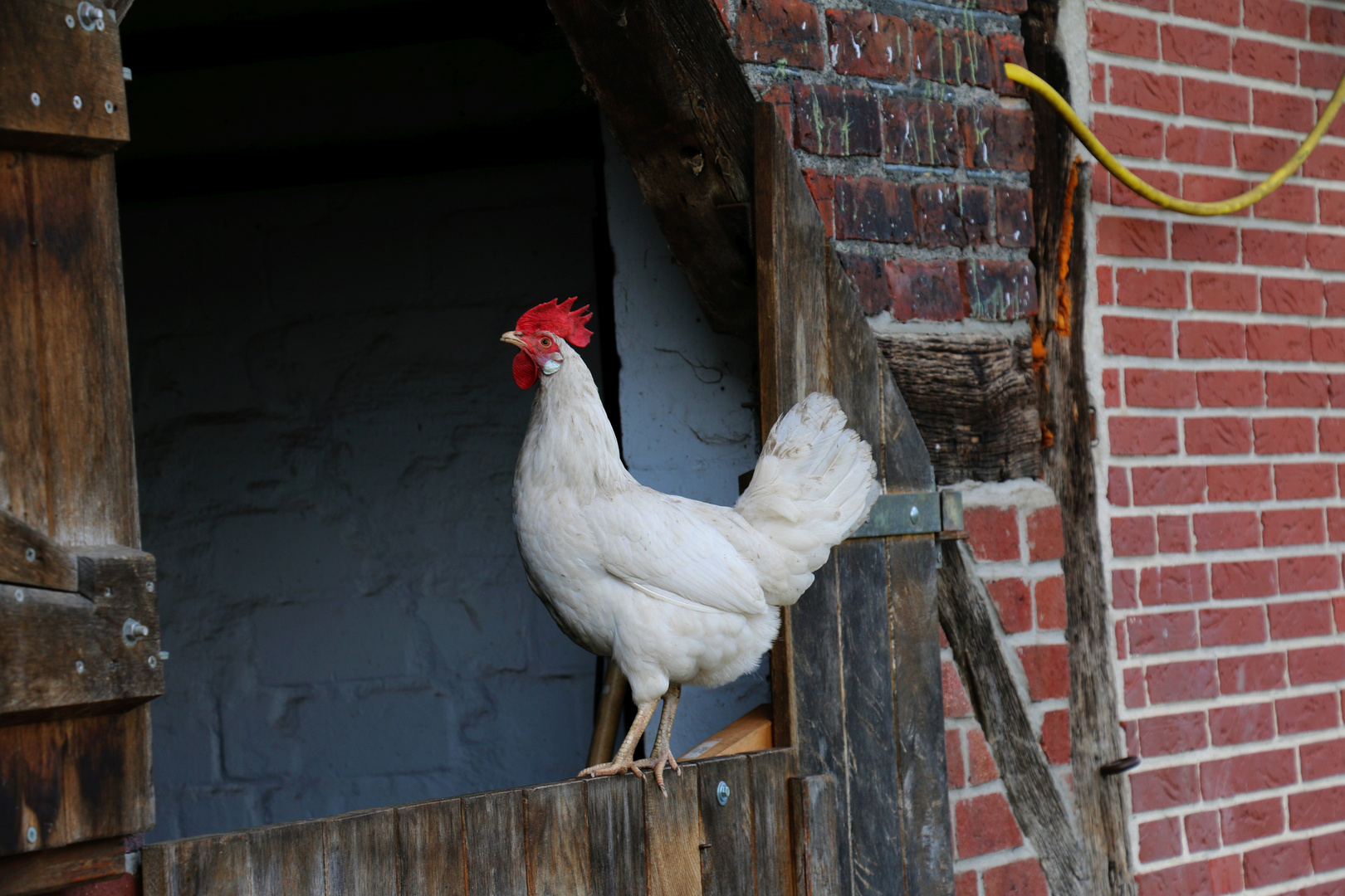 Leghorn....