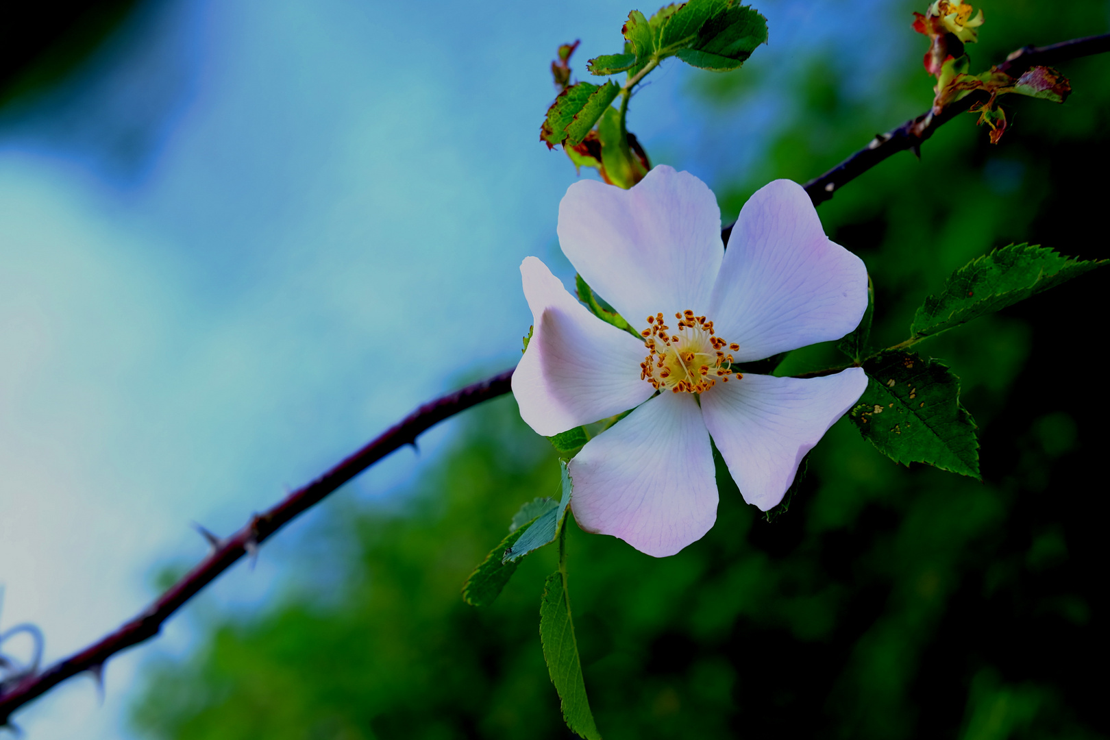 léglantine  