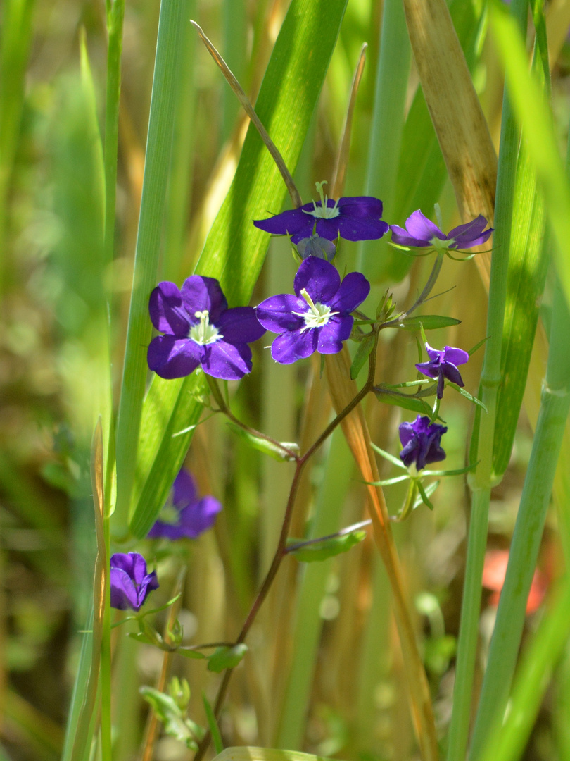 Legousia speculum-veneris, Gewöhnlicher Frauenspiegel