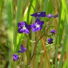 Legousia speculum-veneris, Gewöhnlicher Frauenspiegel